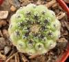 Neochilenia napina green st