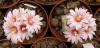 Turbinicarpus sphacellatus