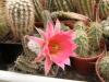 Echinocereus scheeri  v. gentryi