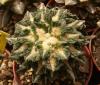 Ariocarpus kotschoubeyanus X fissuratus F2