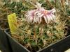 Echinofossulocactus sp L1092