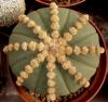 Astrophytum asterias  f nudum