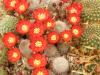 Rebutia sp Trancas, st. silbergrau, similar solisioides