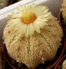 Astrophytum asterias cv Superkabuto 'Gold'