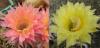 Echinopsis  hybr. (3) x (2)