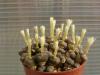 Conophytum obcordellum  v. rolfii