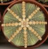 Astrophytum  asterias сv 'Line Areoles'