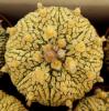 Astrophytum asterias cv Superkabuto 'Gold'