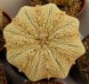 Astrophytum asterias cv. Superkabuto 'Gold' 'Miracle"