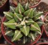 Ariocarpus bravoanus v. hintonii X kotschoubeyanus cv "Lizard Skin"