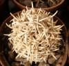 Pediocactus peeblesianus  v. fickeisenii RP117  Coconino Plat., 'menzelii'