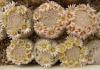 Mammillaria lasiacantha