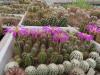 Echinocereus  palmeri