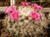 Mammillaria centralifera - Кактусы и суккуленты из Харькова от Оли и Сергея Мирошниченко