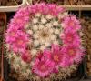 Mammillaria centralifera - Кактусы и суккуленты из Харькова от Оли и Сергея Мирошниченко