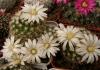 Mammillaria coahuilensis - Кактусы и суккуленты из Харькова от Оли и Сергея Мирошниченко