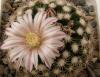 Mammillaria coahuilensis SB699 - Кактусы и суккуленты из Харькова от Оли и Сергея Мирошниченко