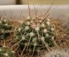 Mammillaria compressa - Кактусы и суккуленты из Харькова от Оли и Сергея Мирошниченко