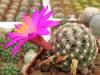 Mammillaria deherdtiana - Кактусы и суккуленты из Харькова от Оли и Сергея Мирошниченко