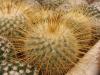 Mammillaria dixantocentron - Кактусы и суккуленты из Харькова от Оли и Сергея Мирошниченко