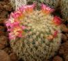 Mammillaria dixantocentron FO-230 - Кактусы и суккуленты из Харькова от Оли и Сергея Мирошниченко