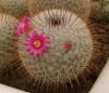 Mammillaria dixantocentron P322 - Кактусы и суккуленты из Харькова от Оли и Сергея Мирошниченко