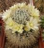 Mammillaria duwei - Кактусы и суккуленты из Харькова от Оли и Сергея Мирошниченко