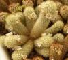 Mammillaria elongata - Кактусы и суккуленты из Харькова от Оли и Сергея Мирошниченко