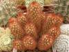 Mammillaria elongata - Кактусы и суккуленты из Харькова от Оли и Сергея Мирошниченко