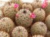 Mammillaria haageana v schmollii FO-235 - Кактусы и суккуленты из Харькова от Оли и Сергея Мирошниченко