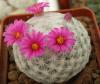 Mammillaria humboldtii - Кактусы и суккуленты из Харькова от Оли и Сергея Мирошниченко