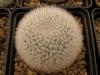 Mammillaria klissingiana SB270 - Кактусы и суккуленты из Харькова от Оли и Сергея Мирошниченко