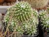 Mammillaria knippeliana - Кактусы и суккуленты из Харькова от Оли и Сергея Мирошниченко