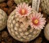 Mammillaria lasiacantha SB255 - Кактусы и суккуленты из Харькова от Оли и Сергея Мирошниченко