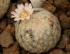 Mammillaria lasiacantha SB1091 - Кактусы и суккуленты из Харькова от Оли и Сергея Мирошниченко