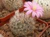 Mammillaria longiflora - Кактусы и суккуленты из Харькова от Оли и Сергея Мирошниченко