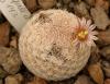 Mammillaria magallanii SB143 - Кактусы и суккуленты из Харькова от Оли и Сергея Мирошниченко