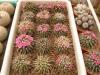 Mammillaria magnimamma - Кактусы и суккуленты из Харькова от Оли и Сергея Мирошниченко