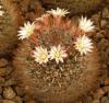 Mammillaria mathildae - Кактусы и суккуленты из Харькова от Оли и Сергея Мирошниченко