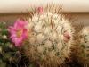 Mammillaria microhelia - Кактусы и суккуленты из Харькова от Оли и Сергея Мирошниченко