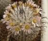 Mammillaria perezdelarosae - Кактусы и суккуленты из Харькова от Оли и Сергея Мирошниченко