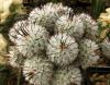 Mammillaria perezdelarosae - Кактусы и суккуленты из Харькова от Оли и Сергея Мирошниченко