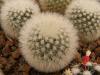 Mammillaria pilcayensis - Кактусы и суккуленты из Харькова от Оли и Сергея Мирошниченко