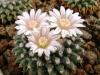 Mammillaria sempervivi - Кактусы и суккуленты из Харькова от Оли и Сергея Мирошниченко