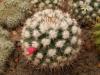 Mammillaria simplex - Кактусы и суккуленты из Харькова от Оли и Сергея Мирошниченко