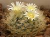 Mammillaria sinistrohamata - Кактусы и суккуленты из Харькова от Оли и Сергея Мирошниченко