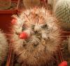 Mammillaria tetrancistra - Кактусы и суккуленты из Харькова от Оли и Сергея Мирошниченко