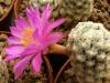 Mammillaria theresae - Кактусы и суккуленты из Харькова от Оли и Сергея Мирошниченко