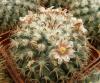 Mammillaria uncinata - Кактусы и суккуленты из Харькова от Оли и Сергея Мирошниченко