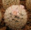 Mammillaria viescensis - Кактусы и суккуленты из Харькова от Оли и Сергея Мирошниченко